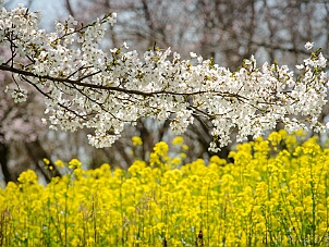 大潟村 桜・菜の花ロード