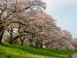 白石川堤一目千本桜