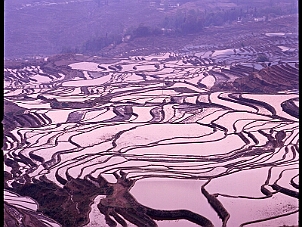 愛村梯田