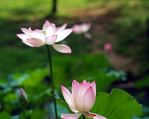 20090622_0010