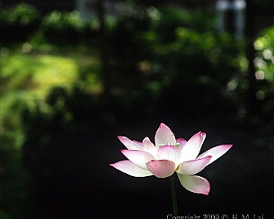 20090622_0012