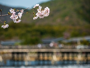 嵐山 Arashiyama