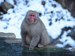 地獄谷野猿公苑