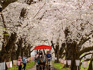北上展勝地さくら