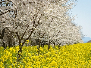 大潟村 桜・菜の花ロード