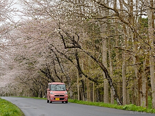 小川原湖公園千本桜