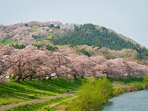白石川堤一目千本桜