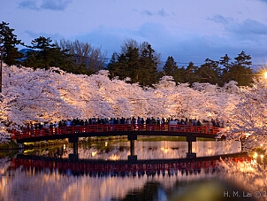 東北．桜 Tohoku．Apr 2025